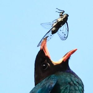 三宝鸟观察：我用叫声呼唤你｜观鸟小百科：鸟类如何取暖