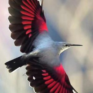 粉丝回馈 | 红翅旋壁雀 | 专业纪录片视频素材精选