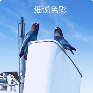 认识三宝鸟之一：细说色彩