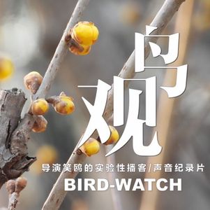 腊梅树下听鸟鸣