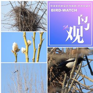 元宵节观鸟｜共筑爱巢盼春风