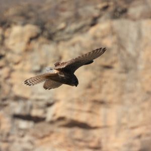 粉丝问答 | 鸟儿悬停的姿态