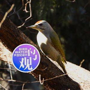 心灵的慰藉：阳光、竹林和灰头绿啄木鸟