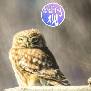 心仪小鸮终结缘 | 有爱之人总有运