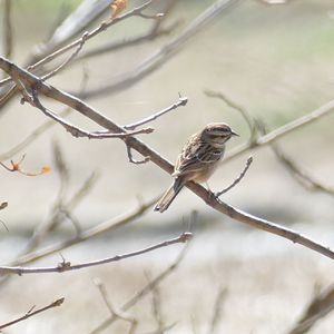 鸟儿叫我出屋来