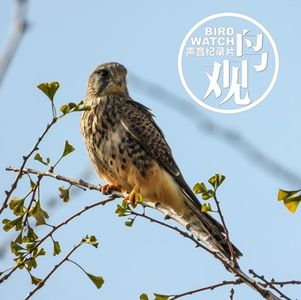 征鸟厉疾 | 没有一只鸟是平凡的