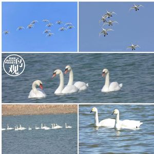 大天鹅：鸿鹄、黄鹤都是它，高贵忠贞誉天下