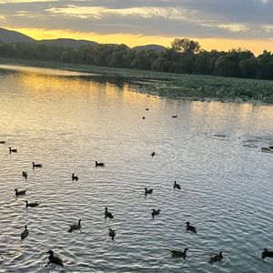 观鸟感悟:颐和园里感受到的生命轮回