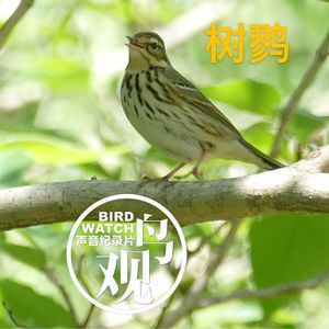 识鸟篇 | 跟着笑鸥认识树鹨