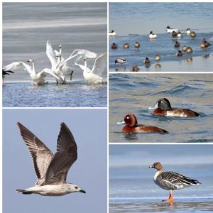 机智护巢为繁殖 | 观鸟小百科：鸟类的地域分布