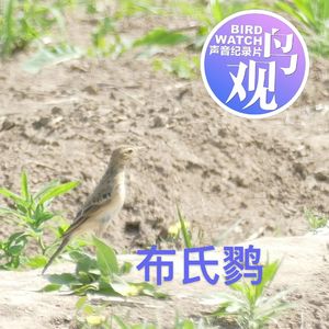 沙河北岸鸟鸣记录