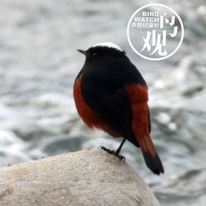 四渡流急｜白顶溪鸲石上独立