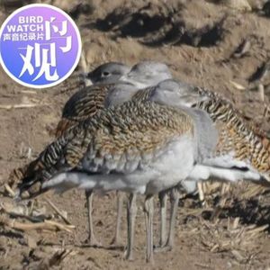 违规耕种，惊飞大鸨，土地承包商的态度怎样？