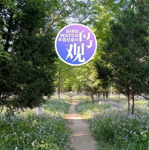 假期就近观鸟：没有人的地方就是鸟的天堂