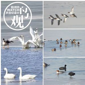 观鸟小百科：鸟儿喝水的各种打开方式