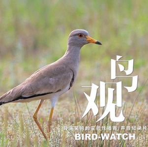 声音实录:鸭子喜野湖 |麦鸡爱荒草 (沙河鸟调之一)