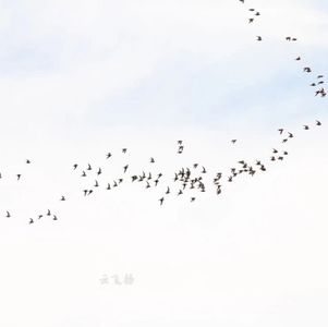 突厥鸟游荡来京，此沙鸡不是鸡