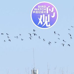 针尾鸭优雅俏丽 |凤头麦鸡迎风飞去（沙河鸟调之三）