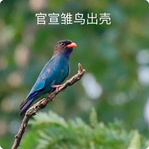 三宝鸟观察：官宣雏鸟出壳！观鸟小百科：河乌为何能在水底行走？