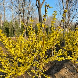 雨后观鸟，心情变好