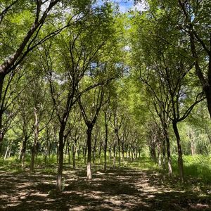在树林中观鸟，感受秋天