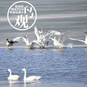 大宁水库观天鹅