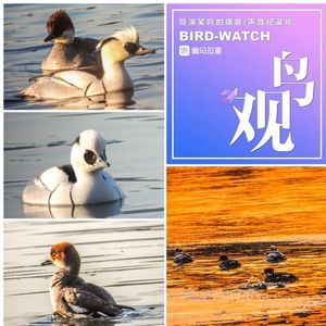 福地颐和园|近观熊猫鸭