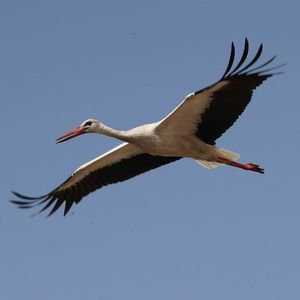 白鹳：德国的国鸟，欧洲的吉祥鸟、送子鸟