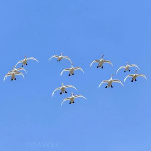 音配图：春迁路远，再见要等秋天