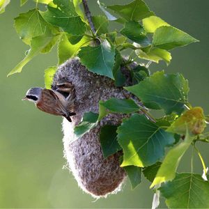 沙河北岸观鸟：攀雀巧织巢，苇鹀觅食忙