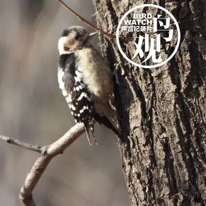 树被分成上中下，三种啄木鸟各安其位取食不打架