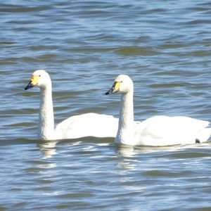 “让候鸟飞”沙河春季鸟类调查（1）
