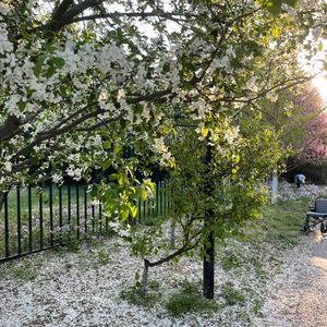谷雨山中听鸟鸣