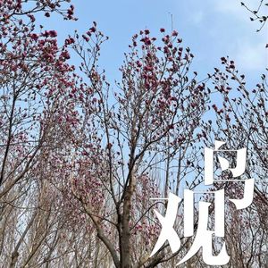 玉兰树更下听鸟鸣