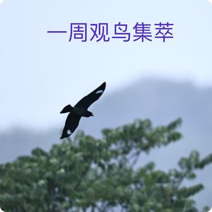 周末特别节目：一周观鸟集萃