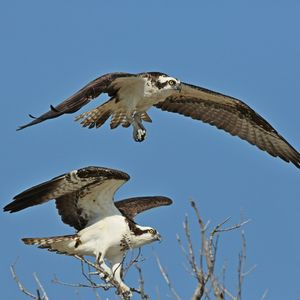 9月观鸟季：水盆、水坑实验与“雎鸠”
