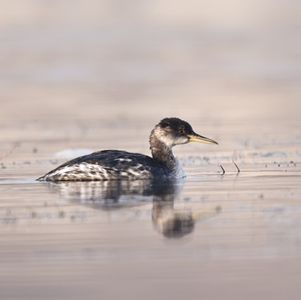 风雨交加，现场观察改线上了解赤颈䴙䴘