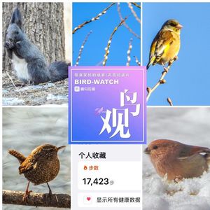鸟途公众观鸟：北京植物园徒步四小时的观鸟旅程