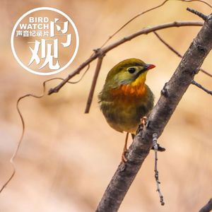 叫声如天籁 | 红嘴惹相思