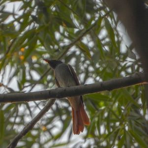 9月观鸟季：中秋奥森寻寿带