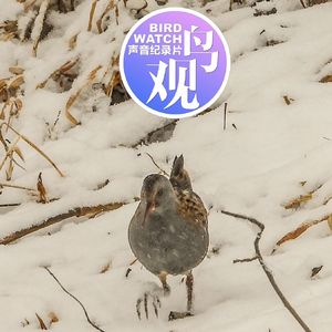 西方秧鸡：羞怯藏草中 |雪中露真容