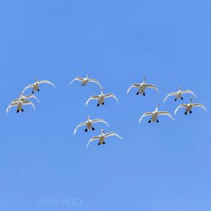 观鸟小百科:鸟类的迁徙(1)