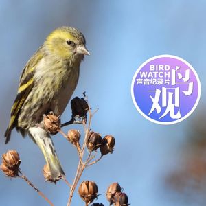 黄雀上枝头,螳螂不在线