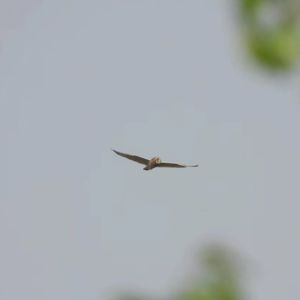 圣沙河边那些飞翔精灵