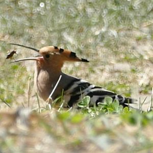 处处都有鸟，只要你眼神好