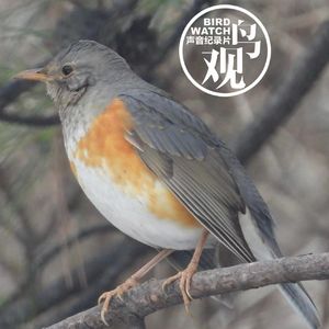 观鸟新视角：鸫科鸟类的特征