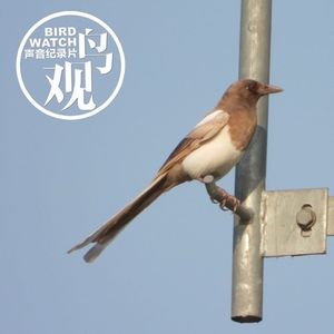 是的,那确实是一只变异的喜鹊