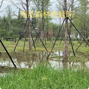 自然观察：雨中守护不停歇，雨后森林有蛙鸣