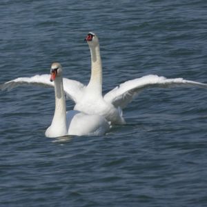 观鸟小百科：鸟儿如何生儿育女？