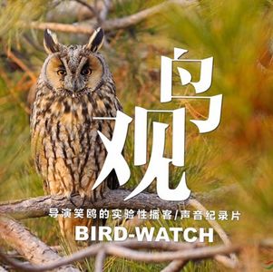 保护猫头鹰特别行动之二：怕人爱睡觉 | 吃鼠赛过猫